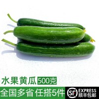 水果黃瓜500g 新鮮蔬菜沙拉食材現采現摘荷蘭黃瓜短小黃瓜