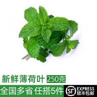 新鮮薄荷葉250g 留蘭香 清莫吉托Mojito調(diào)酒茶飲裝飾可食用