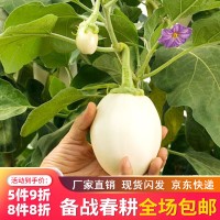 都市菜園雞蛋茄籽白蛋茄種子2克