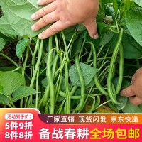 四季播早熟陽臺盆栽四季蔬菜種孑 嫩綠無絲豆種子100克